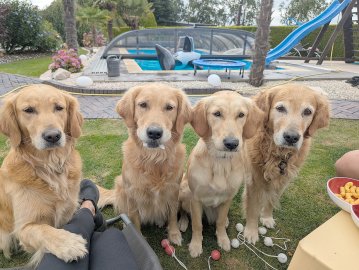 Die schönsten Hunde-Fotos aus Ostfriesland (Galerie II) - Bild 34