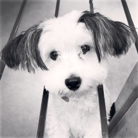 Die schönsten Hunde-Fotos aus Ostfriesland (Galerie II) - Bild 35