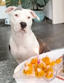 Die schönsten Hunde-Fotos aus Ostfriesland (Galerie II) - Bild 36