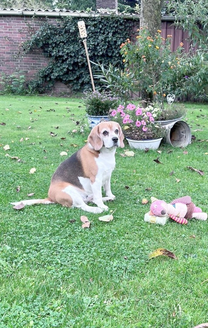 Die schönsten Hunde-Fotos aus Ostfriesland (Galerie II) - Bild 38