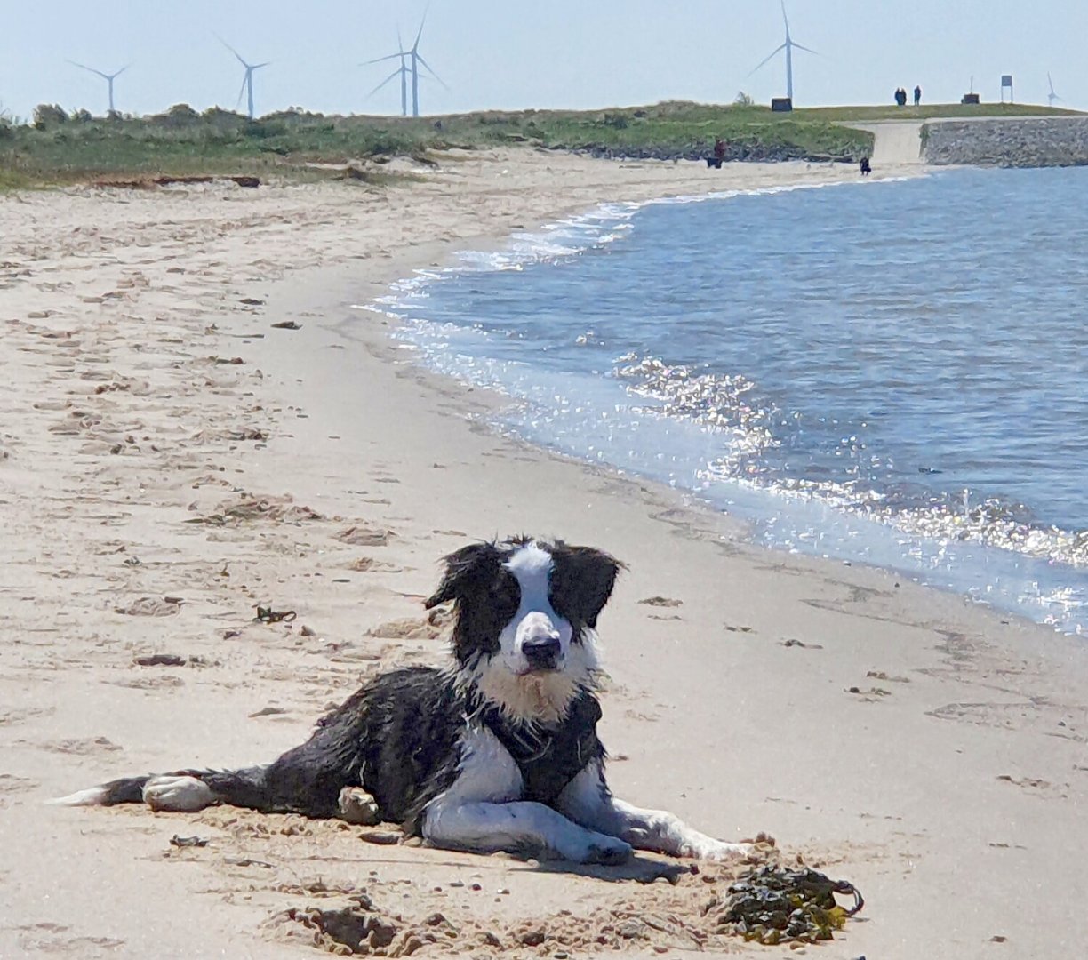 Die schönsten Hunde-Fotos aus Ostfriesland (Galerie II) - Bild 40