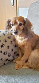 Die schönsten Hunde-Fotos aus Ostfriesland (Galerie II) - Bild 41