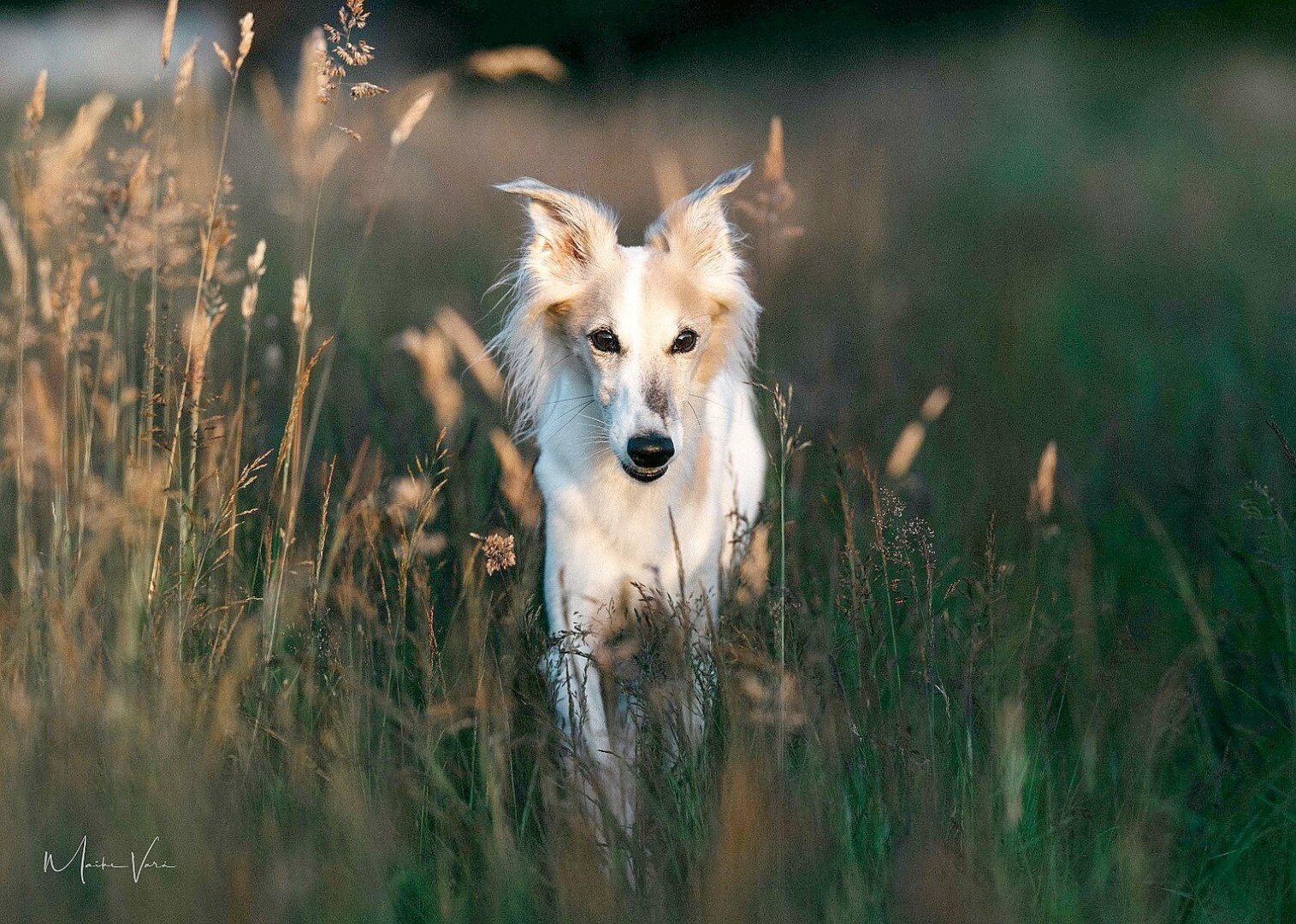 Die schönsten Hunde-Fotos aus Ostfriesland (Galerie II) - Bild 42