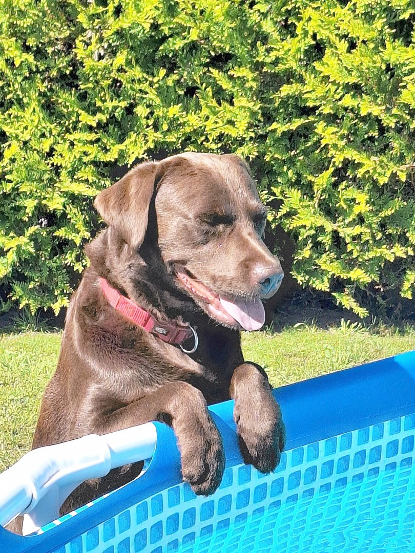 Die schönsten Hunde-Fotos aus Ostfriesland (Galerie II) - Bild 45