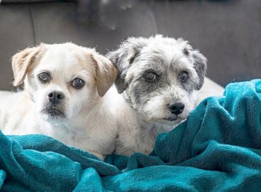 Die schönsten Hunde-Fotos aus Ostfriesland (Galerie II) - Bild 46