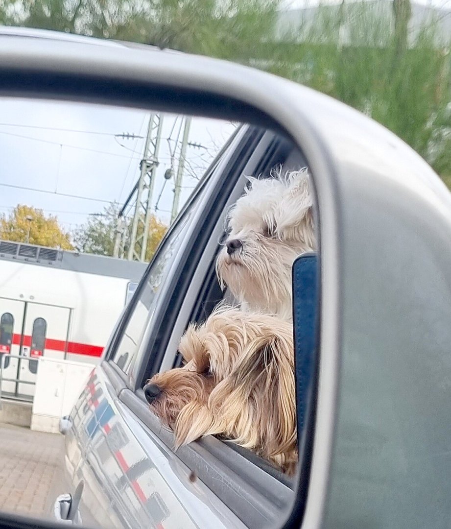 Die schönsten Hunde-Fotos aus Ostfriesland (Galerie II) - Bild 50