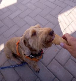 Die schönsten Hunde-Fotos aus Ostfriesland (Galerie II) - Bild 51