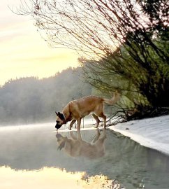 Die schönsten Hunde-Fotos aus Ostfriesland (Galerie II) - Bild 53