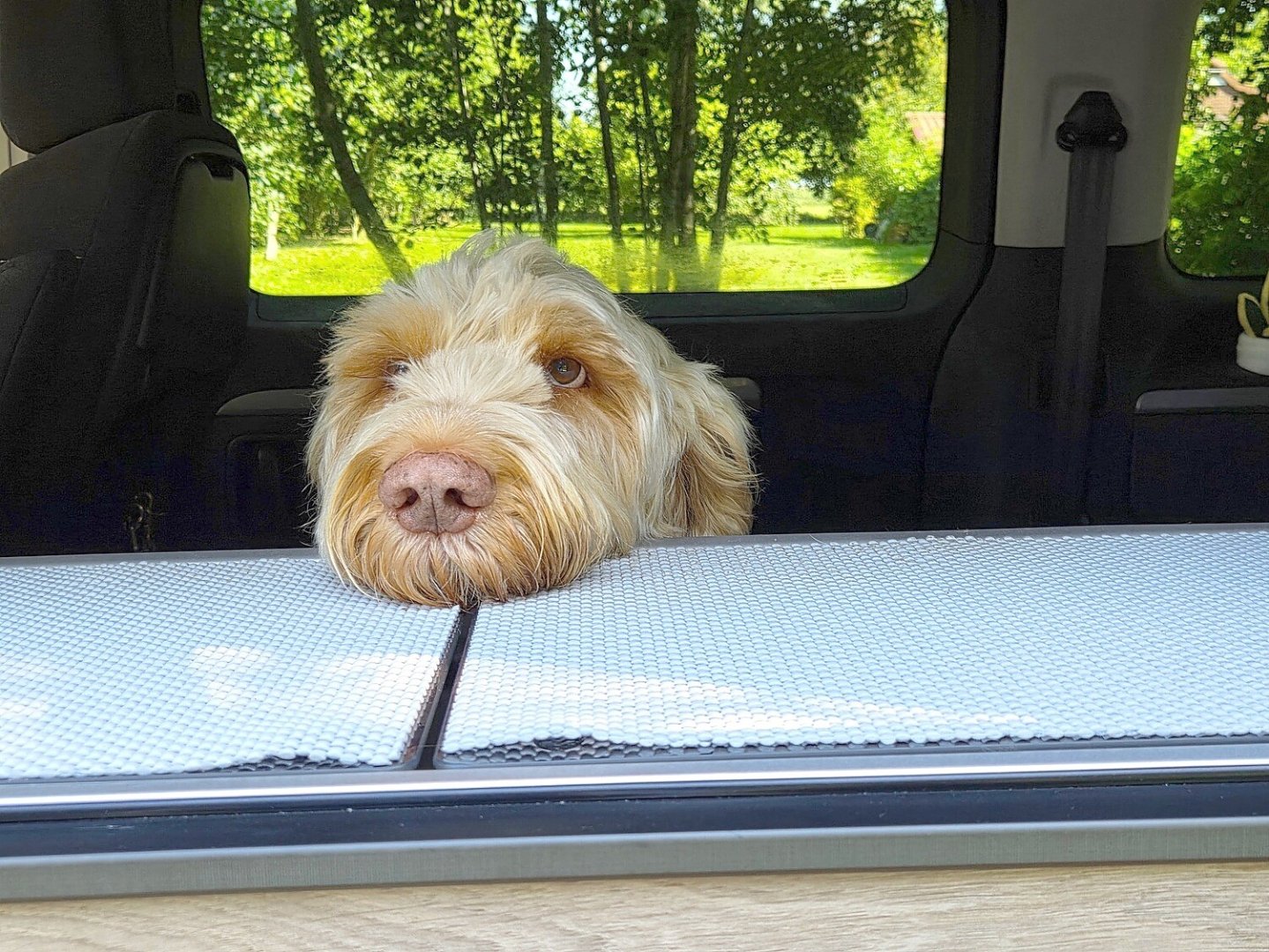 Die schönsten Hunde-Fotos aus Ostfriesland (Galerie II) - Bild 54