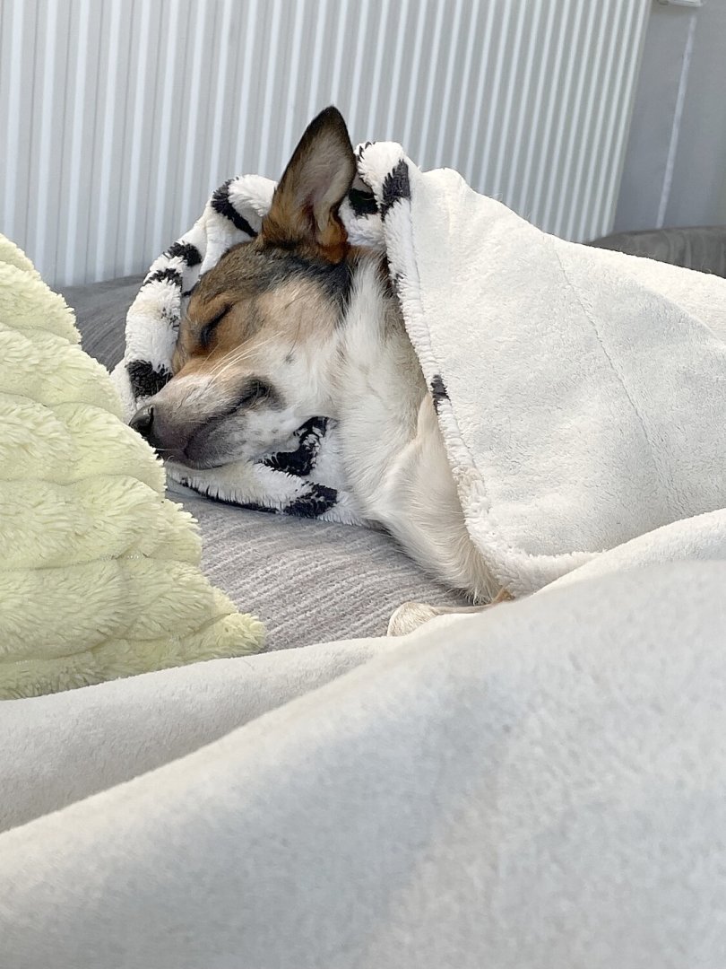 Die schönsten Hunde-Fotos aus Ostfriesland (Galerie II) - Bild 55