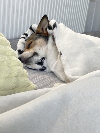 Die schönsten Hunde-Fotos aus Ostfriesland (Galerie II) - Bild 55