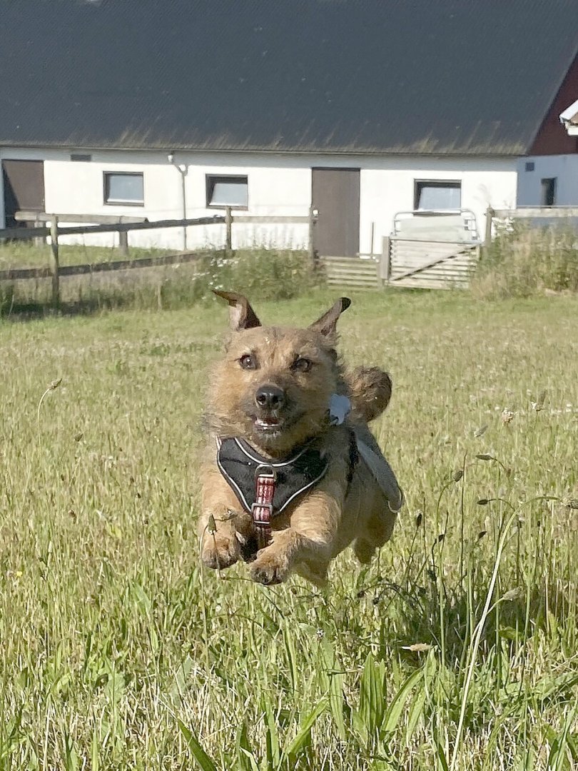 Die schönsten Hunde-Fotos aus Ostfriesland (Galerie II) - Bild 57