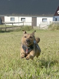 Die schönsten Hunde-Fotos aus Ostfriesland (Galerie II) - Bild 57