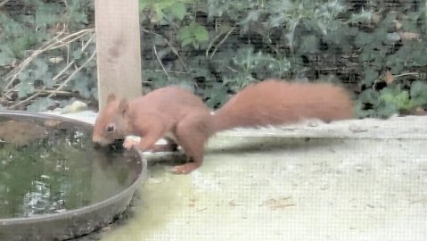 Leser-Fotos von Eichhörnchen - Bild 3