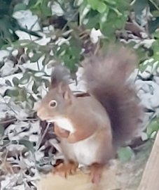 Leser-Fotos von Eichhörnchen - Bild 4