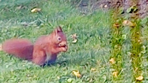Leser-Fotos von Eichhörnchen - Bild 3