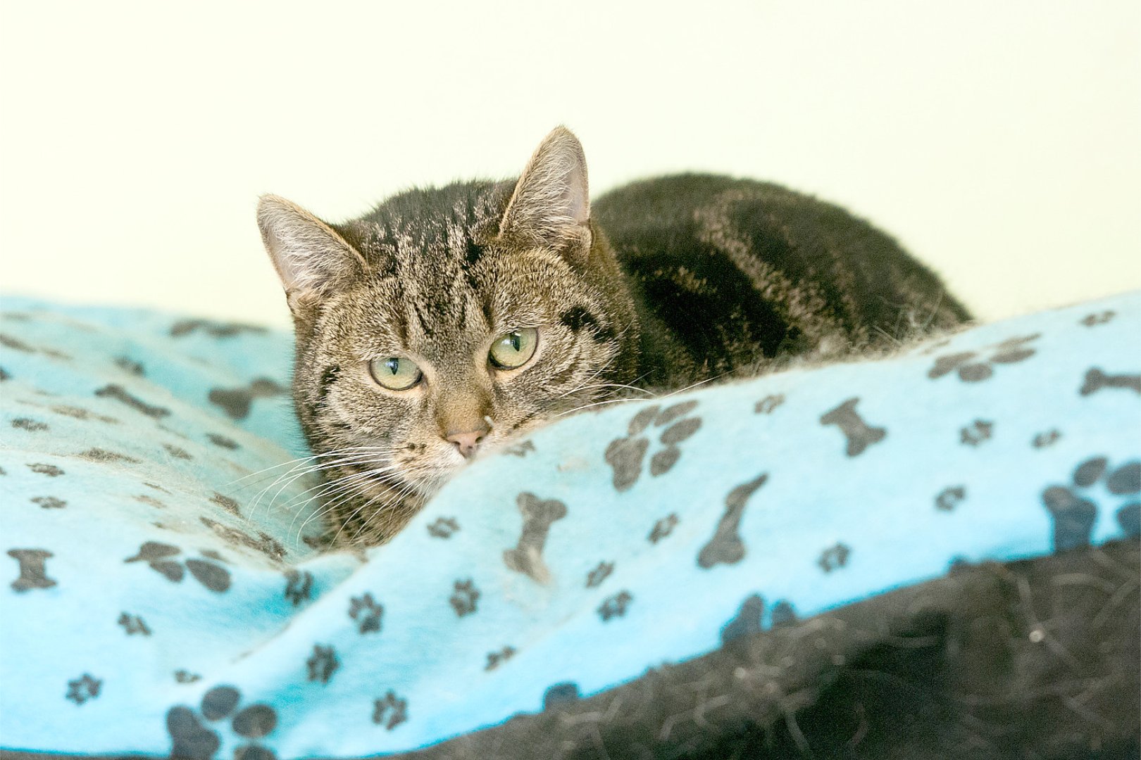 Tierheim Aurich - Bild 1