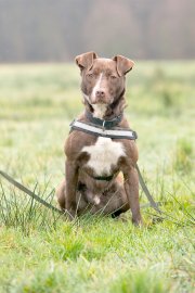 Tierheim Aurich - Bild 3