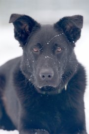 Tierheim Aurich - Bild 4