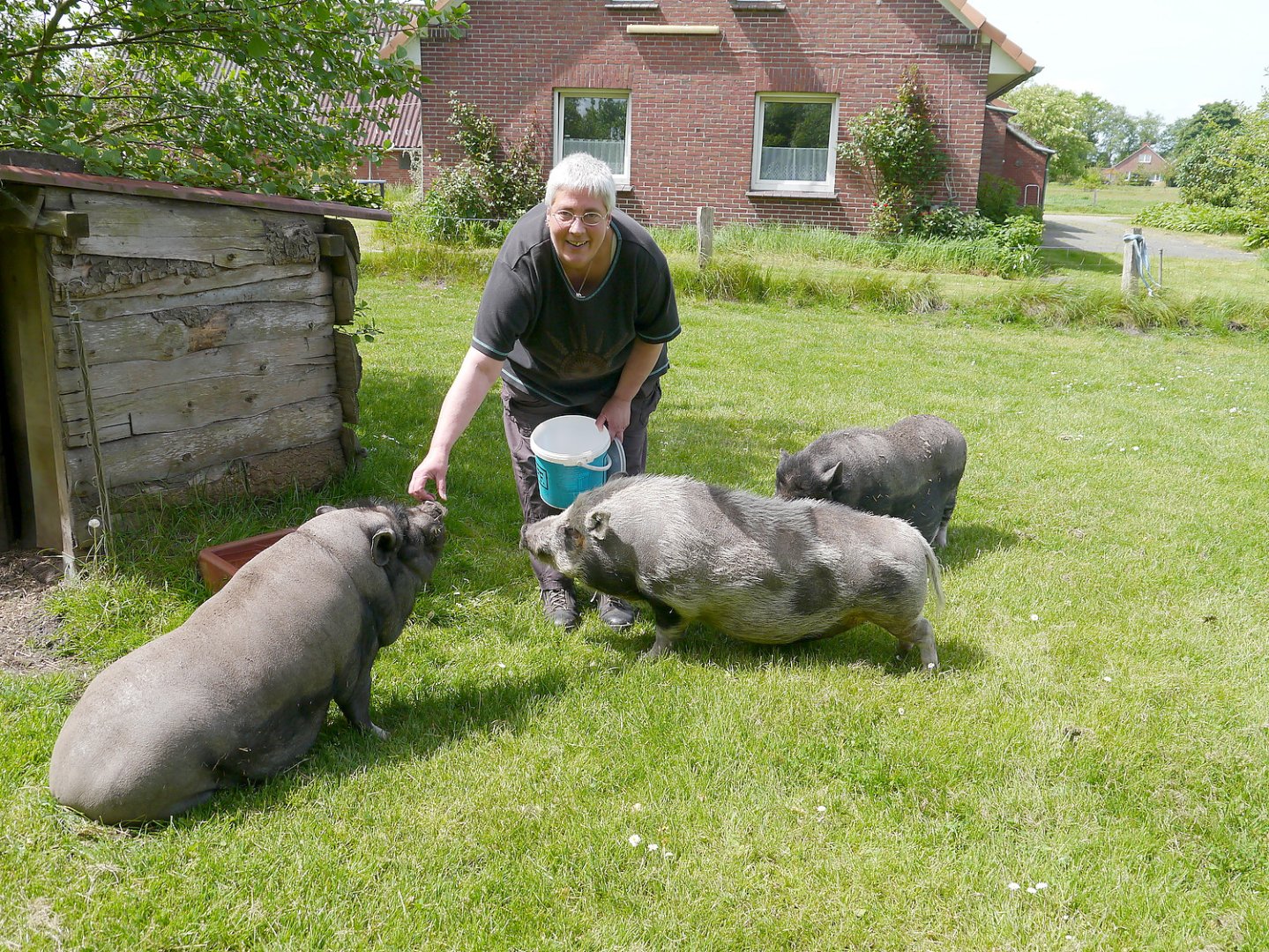 Schweinefreunde hoffen auf Unterstützung - Bild 1