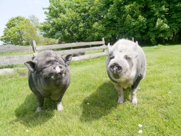 Schweinefreunde hoffen auf Unterstützung - Bild 2