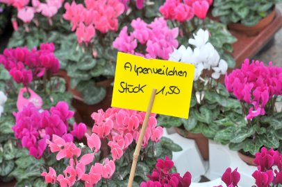 Auricher Heidemarkt - Bild 4