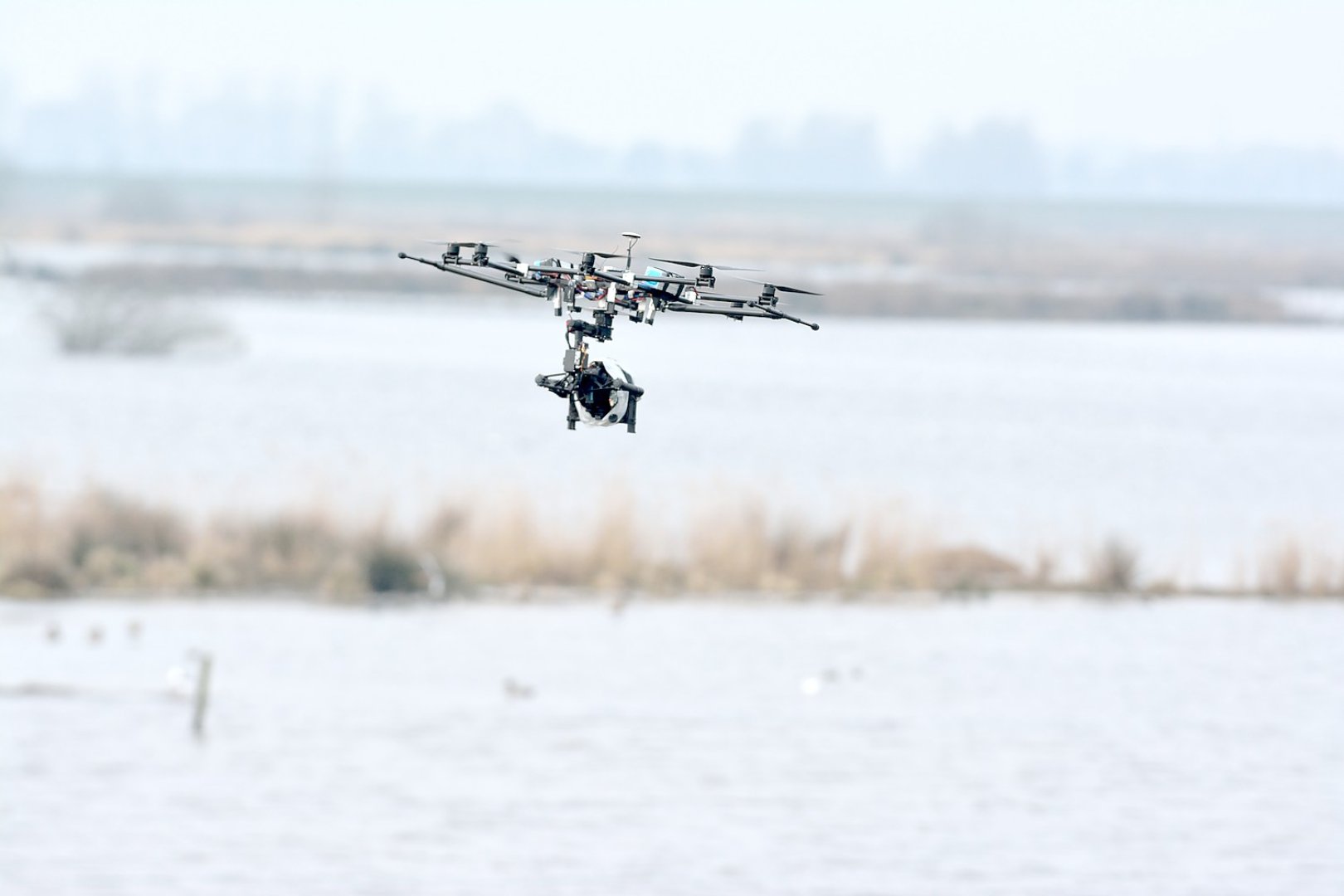 Film-Drohne fliegt mit Gänsen im Holter Hammrich - Bild 1