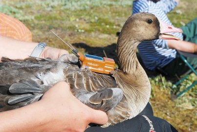 Film-Drohne fliegt mit Gänsen im Holter Hammrich - Bild 3
