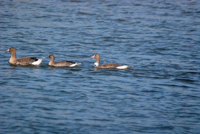 Film-Drohne fliegt mit Gänsen im Holter Hammrich - Bild 4