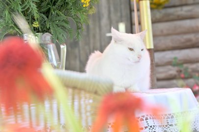 Efeutee im Kampf gegen Spinnmilben - Bild 3