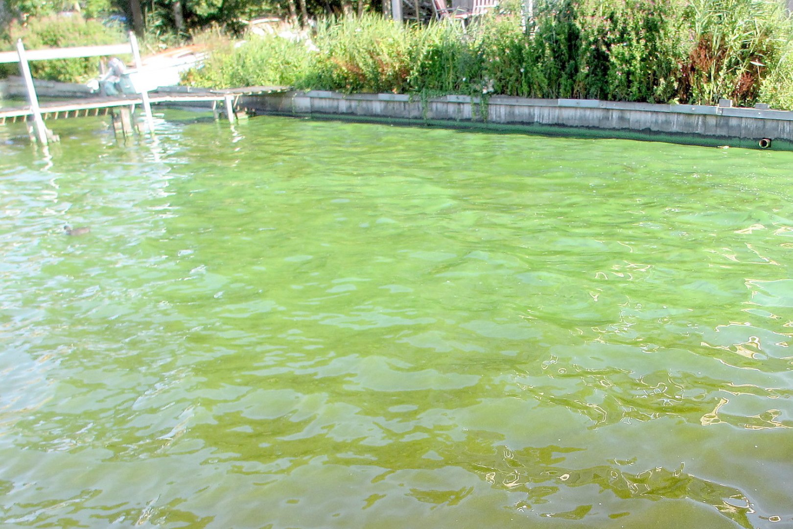 Uphuser Meer bei Emden droht neue Blaualgen-Plage - Bild 1