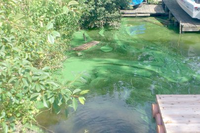 Uphuser Meer bei Emden droht neue Blaualgen-Plage - Bild 2