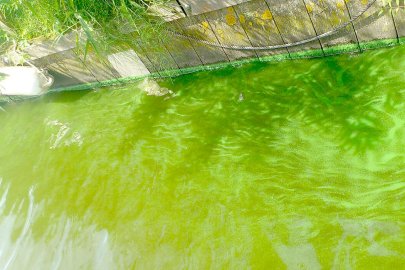 Uphuser Meer bei Emden droht neue Blaualgen-Plage - Bild 3