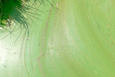 Uphuser Meer bei Emden droht neue Blaualgen-Plage - Bild 4