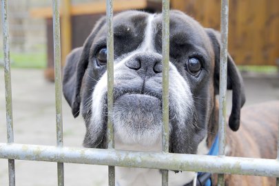 Tierheim Jübberde braucht mehr Geld - Bild 2