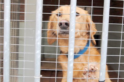 Tierheim Jübberde braucht mehr Geld - Bild 3
