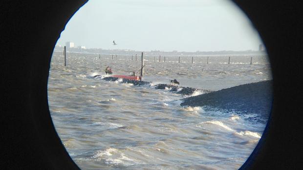 Norddeich: Kälber von Damm im Hafen gerettet - Ostfriesen-Zeitung