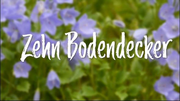 In d' Tuun: Zehn Bodendecker