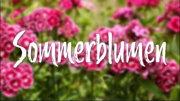 In d' Tuun: Sommerblumen