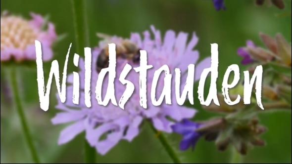 In d' Tuun: Wildstauden