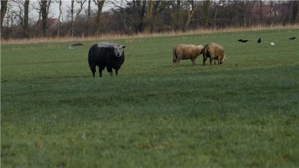Tote Schafe in Ostfriesland - DNA-Ergebnisse geben Antworten