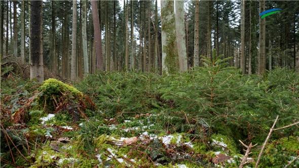 Der Wald in Ostfriesland ist "ein Multitalent"