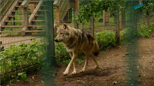 Was bringen Schutzzäune gegen Wolfrisse?