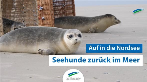 Auf in die Nordsee | Seehunde werden ausgewildert