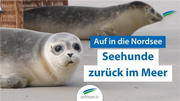 Auf in die Nordsee | Seehunde werden ausgewildert