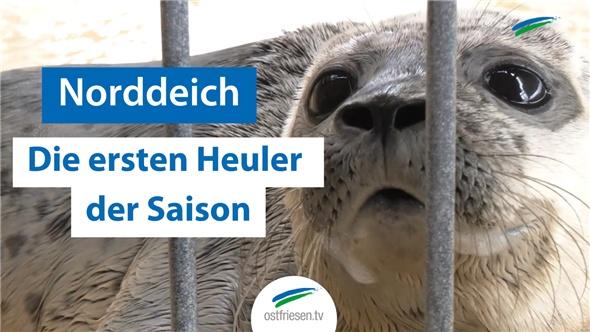 Seehundstation Norddeich | Ernie und Bert sind die ersten Heuler der Saison