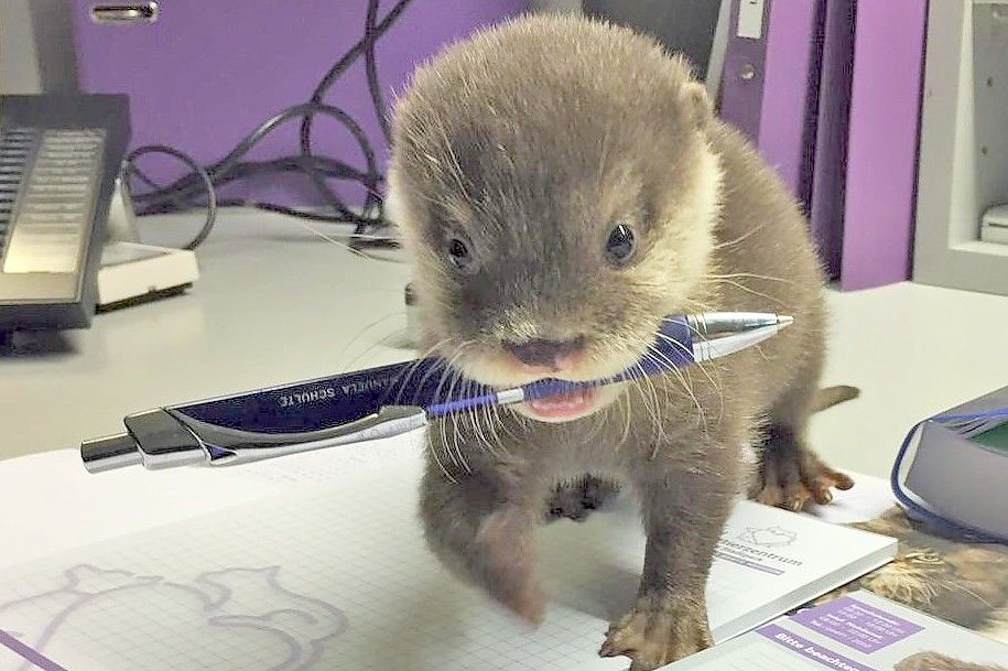 Auch im Büro der Tierärztin hat der kleine Otter Spaß.