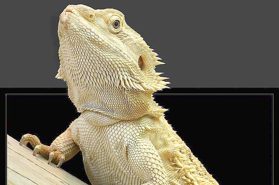 Zahlreiche Echsen-Arten sind bei der Spinnen- und Reptilienschau zu sehen.