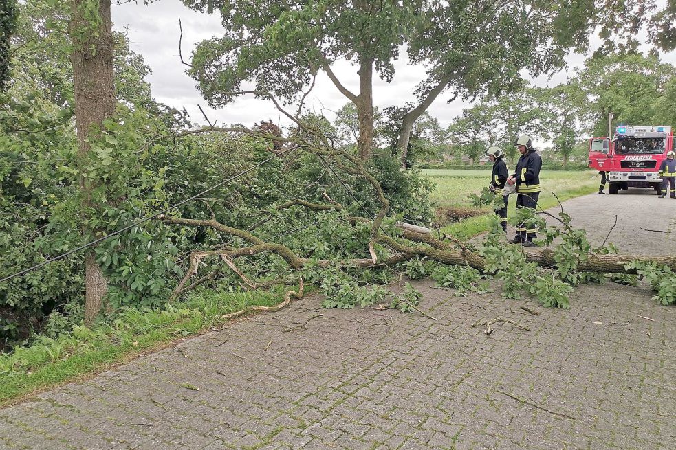 Beim Abknicken riss ein Baum eine Telefonleitung ab. Bild: Feuerwehr
