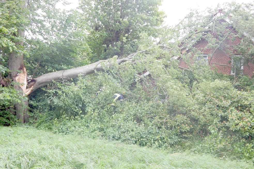 Eine rund 15 Meter hohe Linde stürzte in Spetzerfehn auf ein Wohnhaus. Bild: Feuerwehr